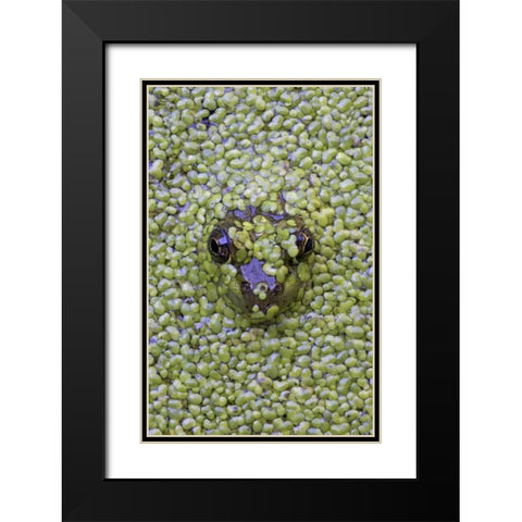 Canada, Quebec Green frog in duckweed water Black Modern Wood Framed Art Print with Double Matting by Delisle, Gilles
