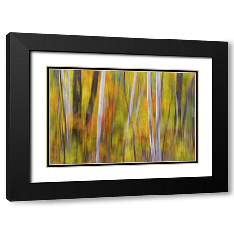Canada, Quebec Blur of autumn in hardwood forest Black Modern Wood Framed Art Print with Double Matting by Delisle, Gilles
