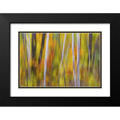 Canada, Quebec Blur of autumn in hardwood forest Black Modern Wood Framed Art Print with Double Matting by Delisle, Gilles