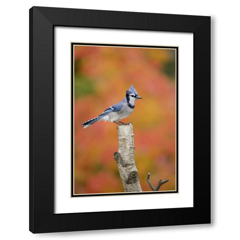 Canada, Quebec Blue jay perched on stump Black Modern Wood Framed Art Print with Double Matting by Delisle, Gilles