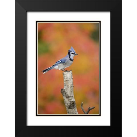 Canada, Quebec Blue jay perched on stump Black Modern Wood Framed Art Print with Double Matting by Delisle, Gilles