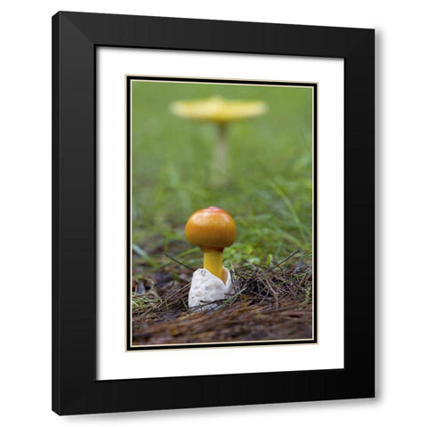 Canada, Quebec Close-up of fly agaric mushroom Black Modern Wood Framed Art Print with Double Matting by Delisle, Gilles