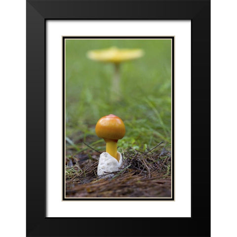 Canada, Quebec Close-up of fly agaric mushroom Black Modern Wood Framed Art Print with Double Matting by Delisle, Gilles