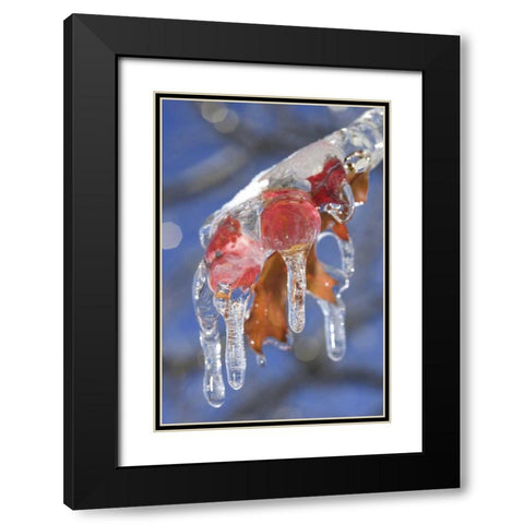 Canada, Quebec Ice-coated oak leaves after storm Black Modern Wood Framed Art Print with Double Matting by Delisle, Gilles