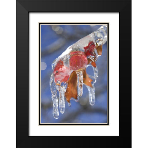 Canada, Quebec Ice-coated oak leaves after storm Black Modern Wood Framed Art Print with Double Matting by Delisle, Gilles