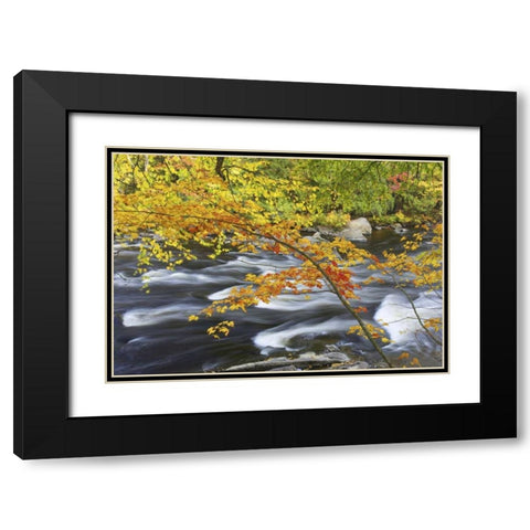 Canada, Fall maple foliage above river rapids Black Modern Wood Framed Art Print with Double Matting by Delisle, Gilles