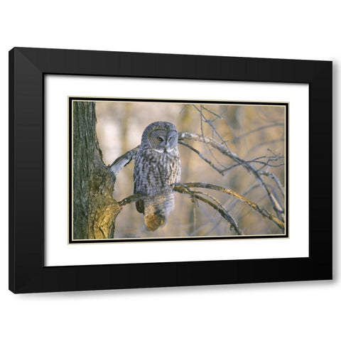 Canada, Quebec Great gray owl at sunset Black Modern Wood Framed Art Print with Double Matting by Delisle, Gilles