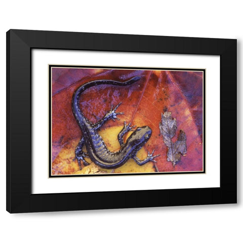Canada, Quebec Blue-spotted salamander on leaf Black Modern Wood Framed Art Print with Double Matting by Delisle, Gilles
