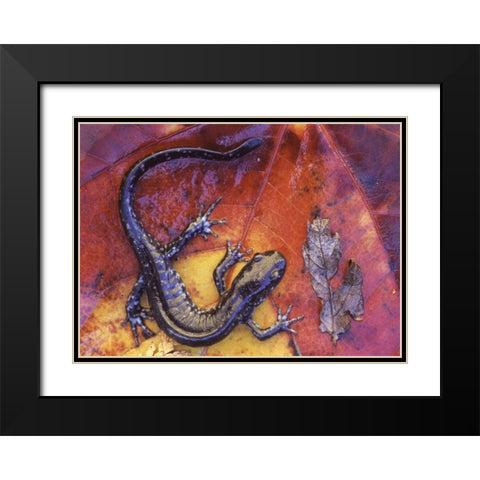 Canada, Quebec Blue-spotted salamander on leaf Black Modern Wood Framed Art Print with Double Matting by Delisle, Gilles