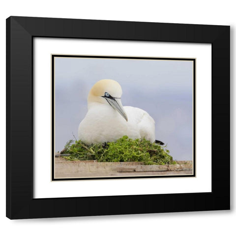 Canada, Quebec, Northern gannet bird sits on nest Black Modern Wood Framed Art Print with Double Matting by Morris, Arthur