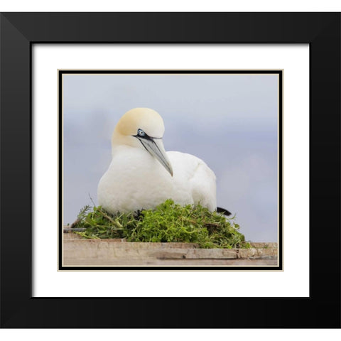 Canada, Quebec, Northern gannet bird sits on nest Black Modern Wood Framed Art Print with Double Matting by Morris, Arthur