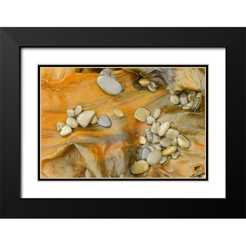 Canada, Quebec, Forillon NP Pebbles on seaweed Black Modern Wood Framed Art Print with Double Matting by Grandmaison, Mike
