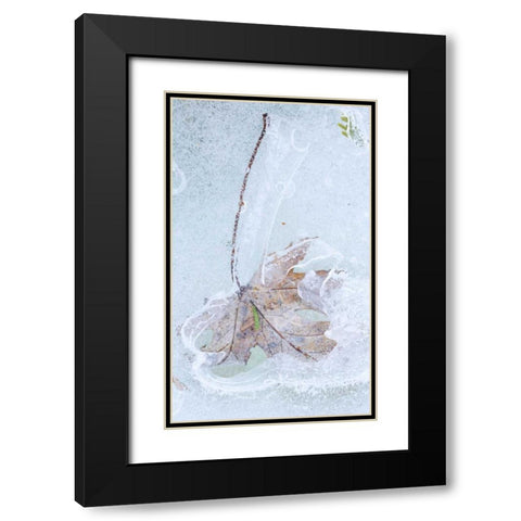 Canada, Quebec Silver maple leaf caught in ice Black Modern Wood Framed Art Print with Double Matting by Delisle, Gilles
