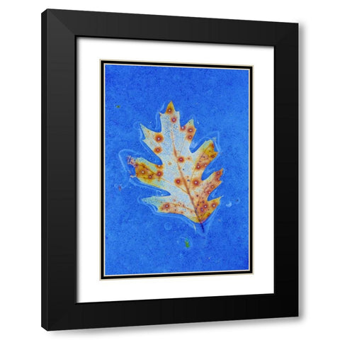Canada, Quebec Red oak leaf caught in ice Black Modern Wood Framed Art Print with Double Matting by Delisle, Gilles