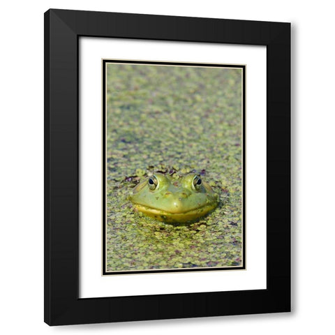 Canada, Boucherville Green frog in duckweed Black Modern Wood Framed Art Print with Double Matting by Delisle, Gilles