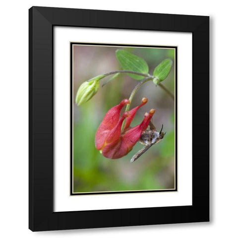 Canada, Quebec Bee fly on wild columbine Black Modern Wood Framed Art Print with Double Matting by Delisle, Gilles
