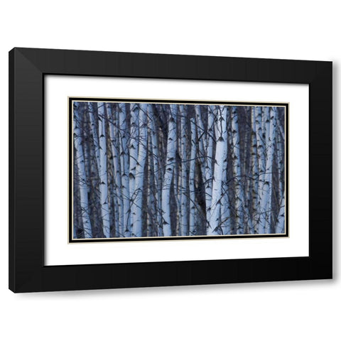Canada, Quebec, Yamaska NP Gray birch forest Black Modern Wood Framed Art Print with Double Matting by Delisle, Gilles