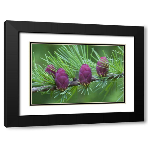 Canada, Quebec Tamarack tree cones Black Modern Wood Framed Art Print with Double Matting by Delisle, Gilles