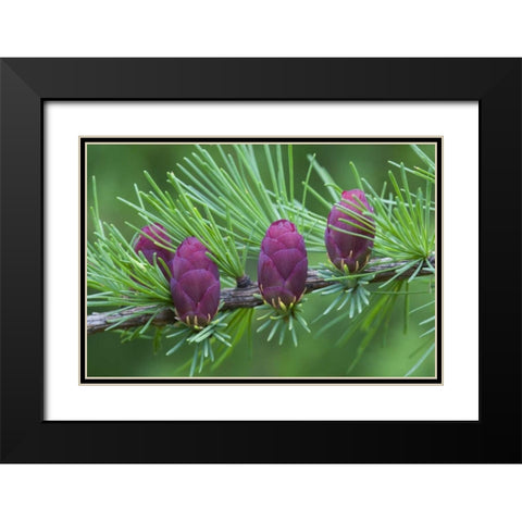 Canada, Quebec Tamarack tree cones Black Modern Wood Framed Art Print with Double Matting by Delisle, Gilles