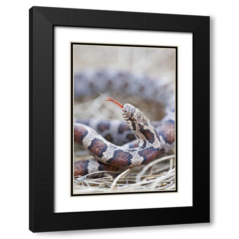 Canada, Riviere des Prairies Park Milk snake Black Modern Wood Framed Art Print with Double Matting by Delisle, Gilles