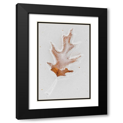 Canada, Quebec Red oak leaf caught in ice Black Modern Wood Framed Art Print with Double Matting by Delisle, Gilles
