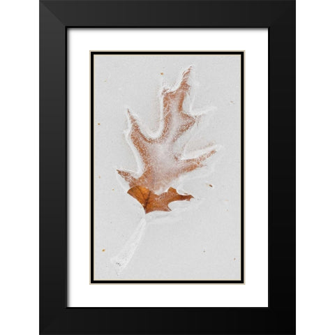 Canada, Quebec Red oak leaf caught in ice Black Modern Wood Framed Art Print with Double Matting by Delisle, Gilles