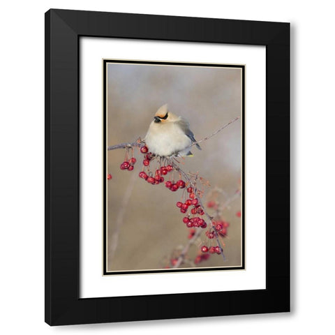 Canada, Quebec Bohemian waxwing bird on limb Black Modern Wood Framed Art Print with Double Matting by Delisle, Gilles
