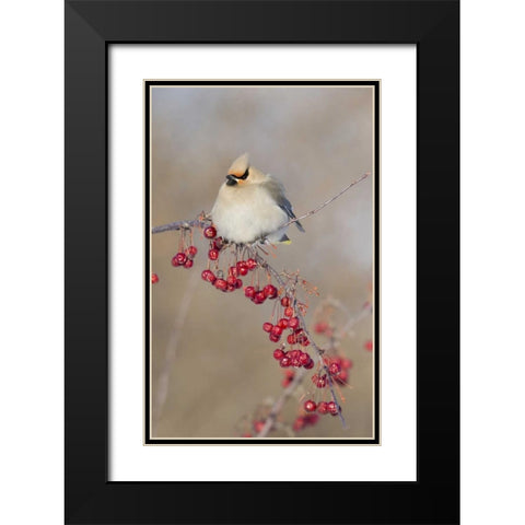 Canada, Quebec Bohemian waxwing bird on limb Black Modern Wood Framed Art Print with Double Matting by Delisle, Gilles