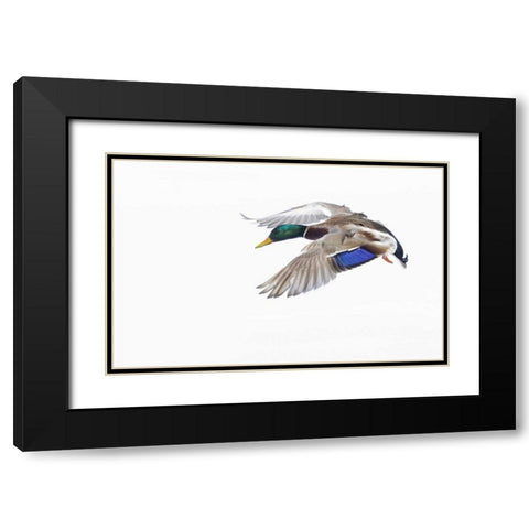 Canada, St Catherine Mallard drake landing Black Modern Wood Framed Art Print with Double Matting by Delisle, Gilles