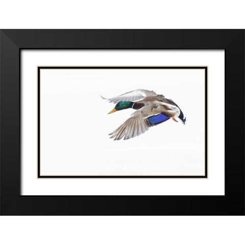Canada, St Catherine Mallard drake landing Black Modern Wood Framed Art Print with Double Matting by Delisle, Gilles