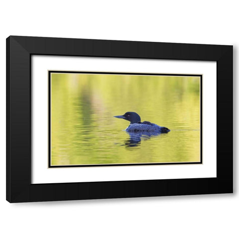 Canada, Quebec, Eastman Common loon with chick Black Modern Wood Framed Art Print with Double Matting by Delisle, Gilles