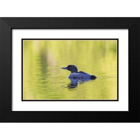 Canada, Quebec, Eastman Common loon with chick Black Modern Wood Framed Art Print with Double Matting by Delisle, Gilles