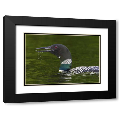 Canada, Quebec, Eastman Common loon calling Black Modern Wood Framed Art Print with Double Matting by Delisle, Gilles
