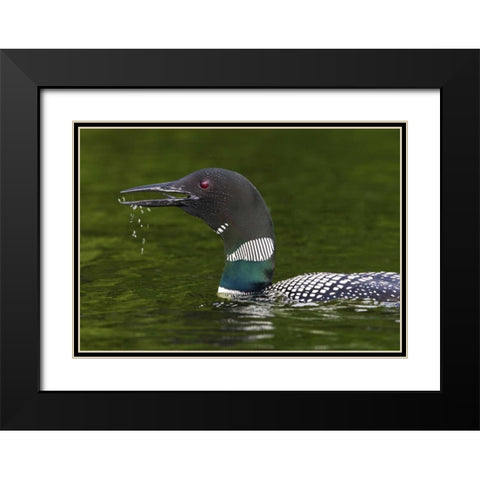 Canada, Quebec, Eastman Common loon calling Black Modern Wood Framed Art Print with Double Matting by Delisle, Gilles
