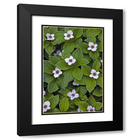 Canada, Quebec, Mingan Bunchberry after rainfall Black Modern Wood Framed Art Print with Double Matting by Delisle, Gilles