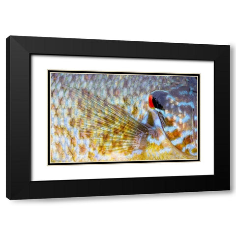 Canada, Quebec, Eastman Pumpkinseed fish Black Modern Wood Framed Art Print with Double Matting by Delisle, Gilles