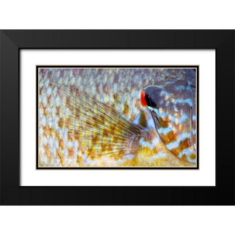 Canada, Quebec, Eastman Pumpkinseed fish Black Modern Wood Framed Art Print with Double Matting by Delisle, Gilles