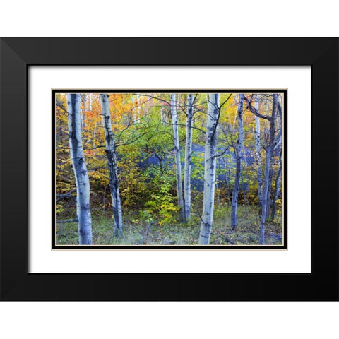 Canada, Quebec Aspen poplar trees and pond Black Modern Wood Framed Art Print with Double Matting by Delisle, Gilles