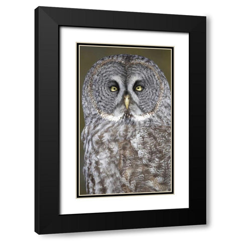 Canada, Quebec, Beauport Great gray owl close-up Black Modern Wood Framed Art Print with Double Matting by Delisle, Gilles