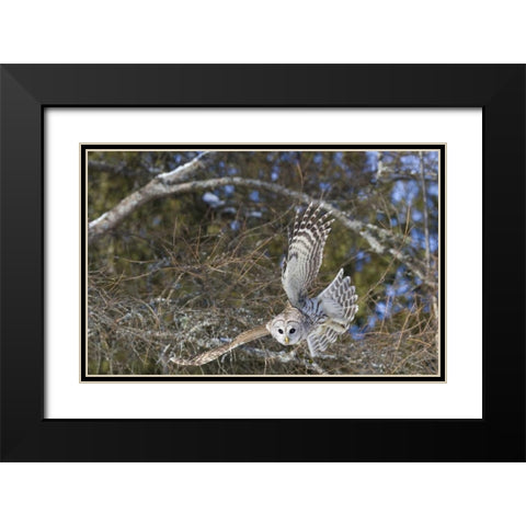 Canada, Quebec, Beauport Great gray owl flying Black Modern Wood Framed Art Print with Double Matting by Delisle, Gilles