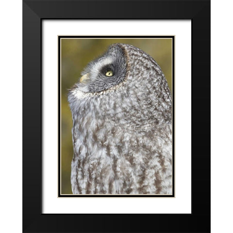 Canada, Quebec, Beauport Great gray owl Black Modern Wood Framed Art Print with Double Matting by Delisle, Gilles