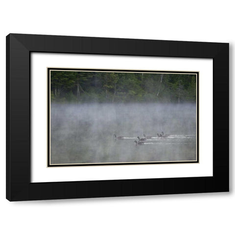 Canada, Quebec Canada geese in fog Black Modern Wood Framed Art Print with Double Matting by Delisle, Gilles