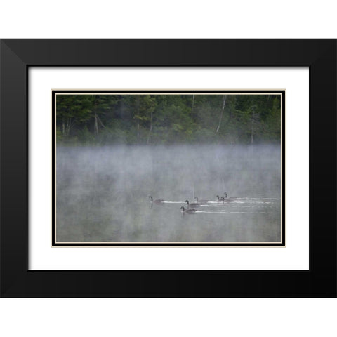 Canada, Quebec Canada geese in fog Black Modern Wood Framed Art Print with Double Matting by Delisle, Gilles