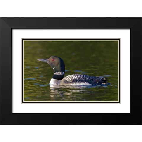 Canada, Quebec, Eastman Common loon swimming Black Modern Wood Framed Art Print with Double Matting by Delisle, Gilles