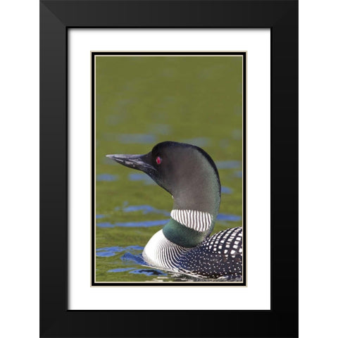 Canada, Quebec, Eastman Common loon in water Black Modern Wood Framed Art Print with Double Matting by Delisle, Gilles