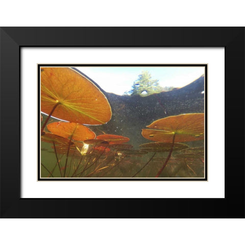 Canada, Eastman Underwater view of water lilies Black Modern Wood Framed Art Print with Double Matting by Delisle, Gilles
