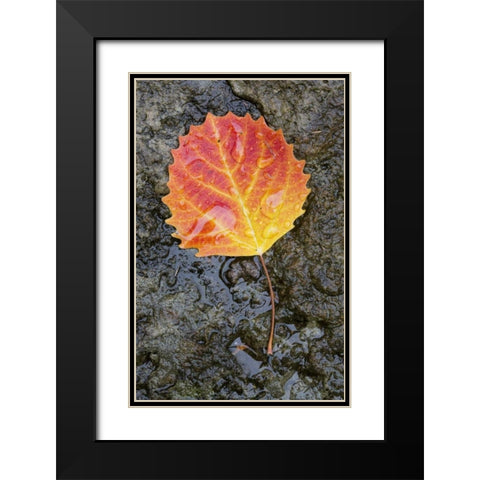 Canada, Quebec, Big tooth aspen leaf after rain Black Modern Wood Framed Art Print with Double Matting by Delisle, Gilles