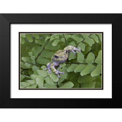 Canada, Quebec, Gray tree frog on maidenhair fern Black Modern Wood Framed Art Print with Double Matting by Delisle, Gilles