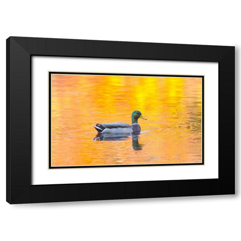 Canada, Quebec, Mallard drake swimming Black Modern Wood Framed Art Print with Double Matting by Delisle, Gilles