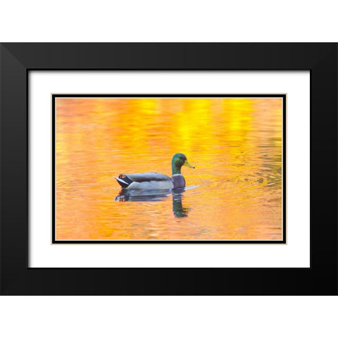 Canada, Quebec, Mallard drake swimming Black Modern Wood Framed Art Print with Double Matting by Delisle, Gilles